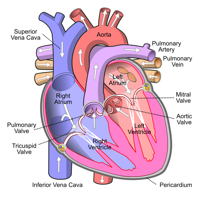 Diagram of a human heart