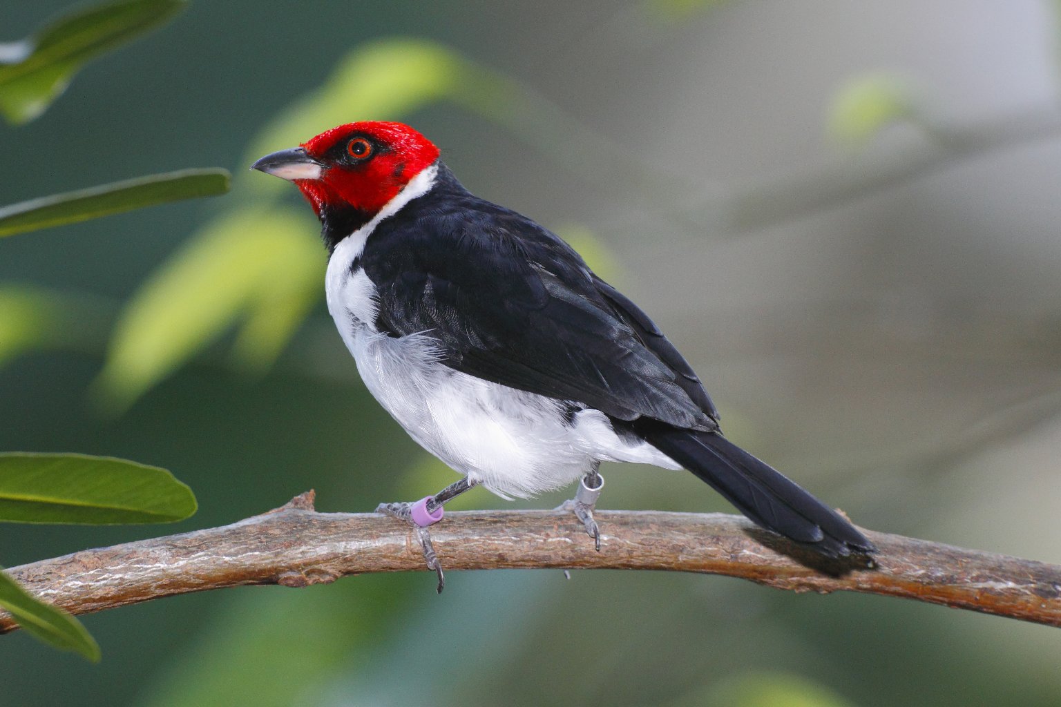 High definition picture of an exotic bird sitting on a branch